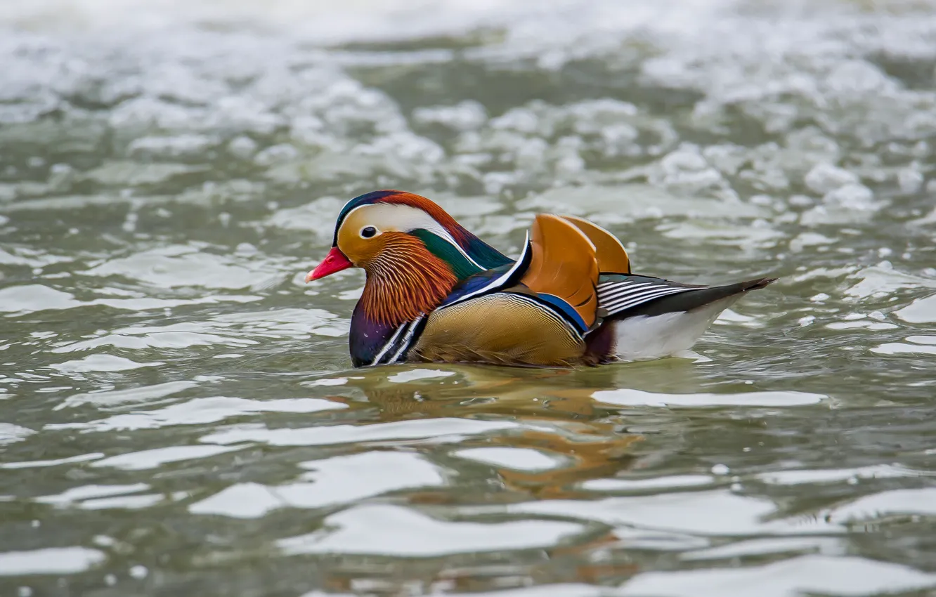 Photo wallpaper water, bird, duck, tangerine, photohunt