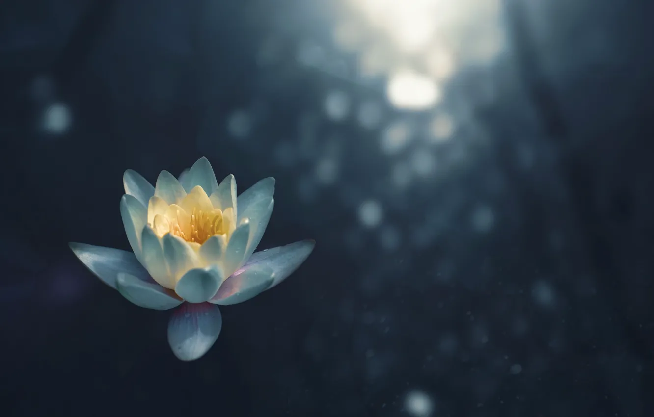 Photo wallpaper petals, Lily, water Lily