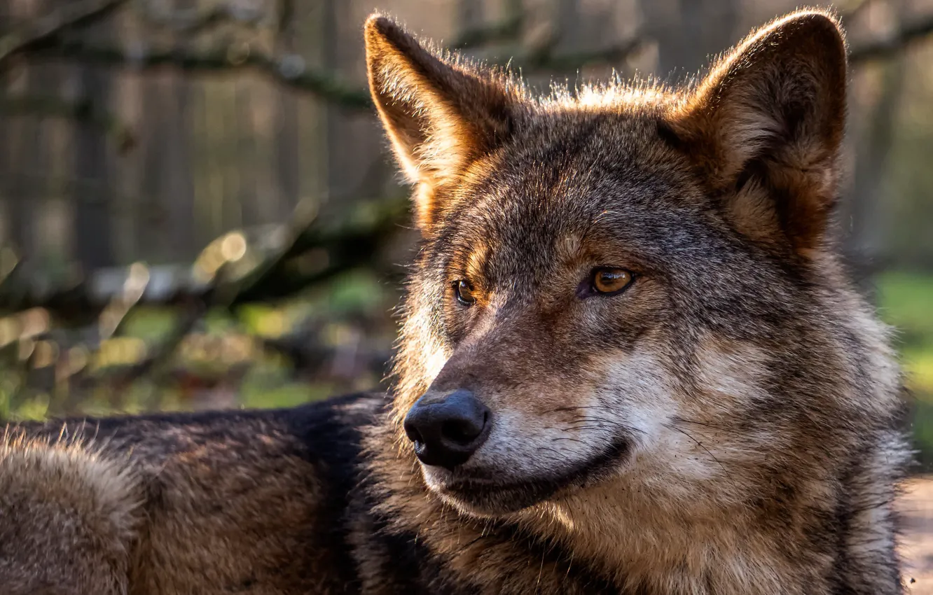 Photo wallpaper face, wolf, predator