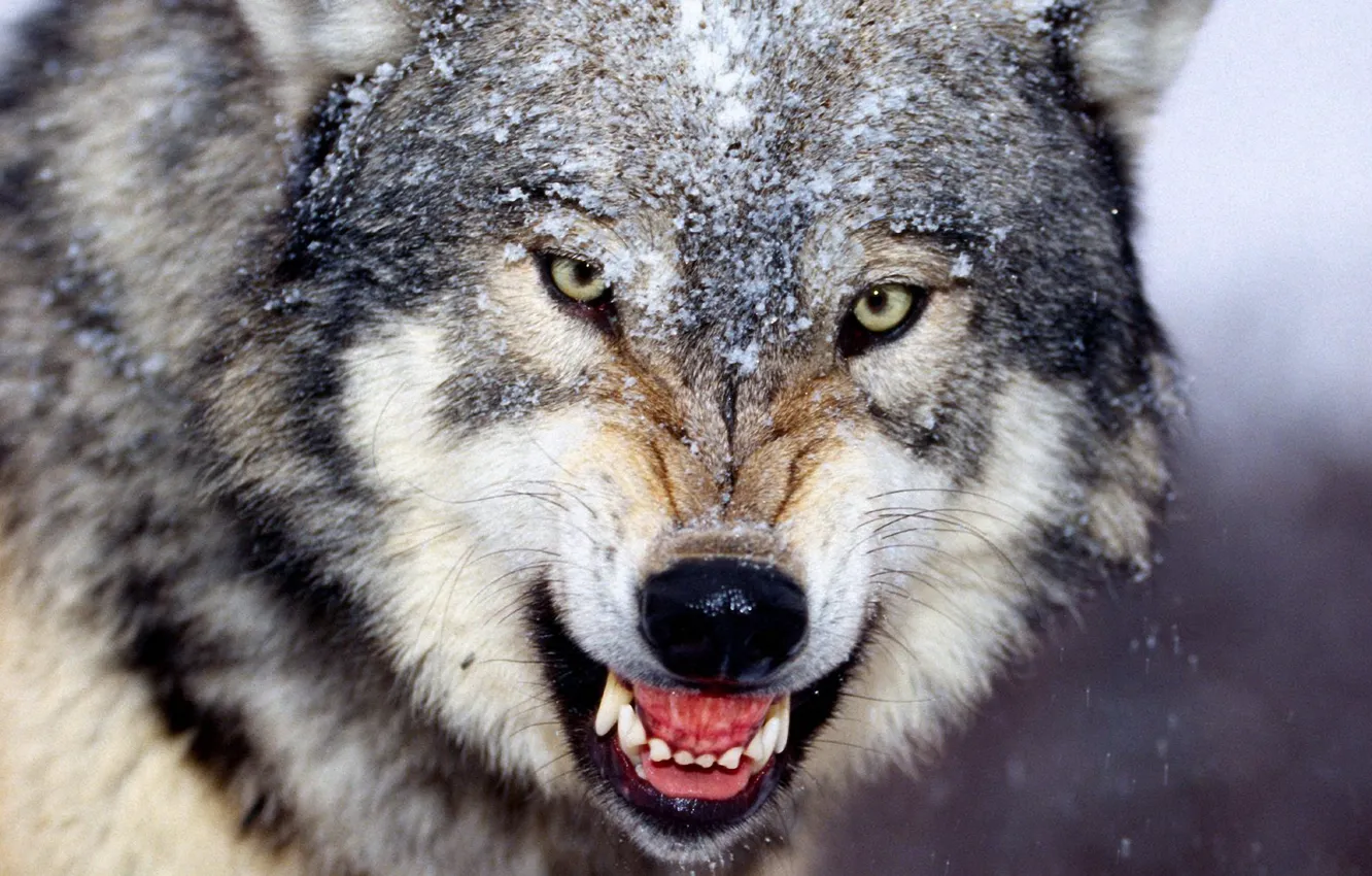 Photo wallpaper winter, wolf, fangs, grin