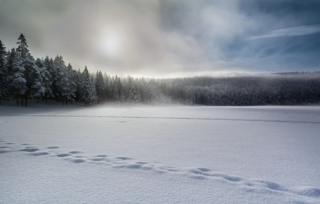 Photo wallpaper winter, snow, fog
