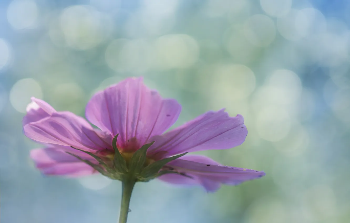 Photo wallpaper flowers, petals, pink, bokeh