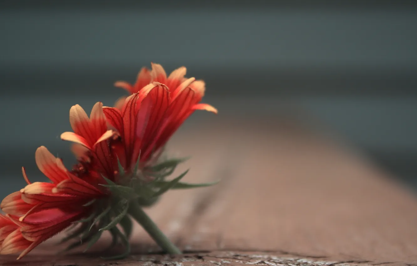 Photo wallpaper macro, flowers, background, Wallpaper for desktop