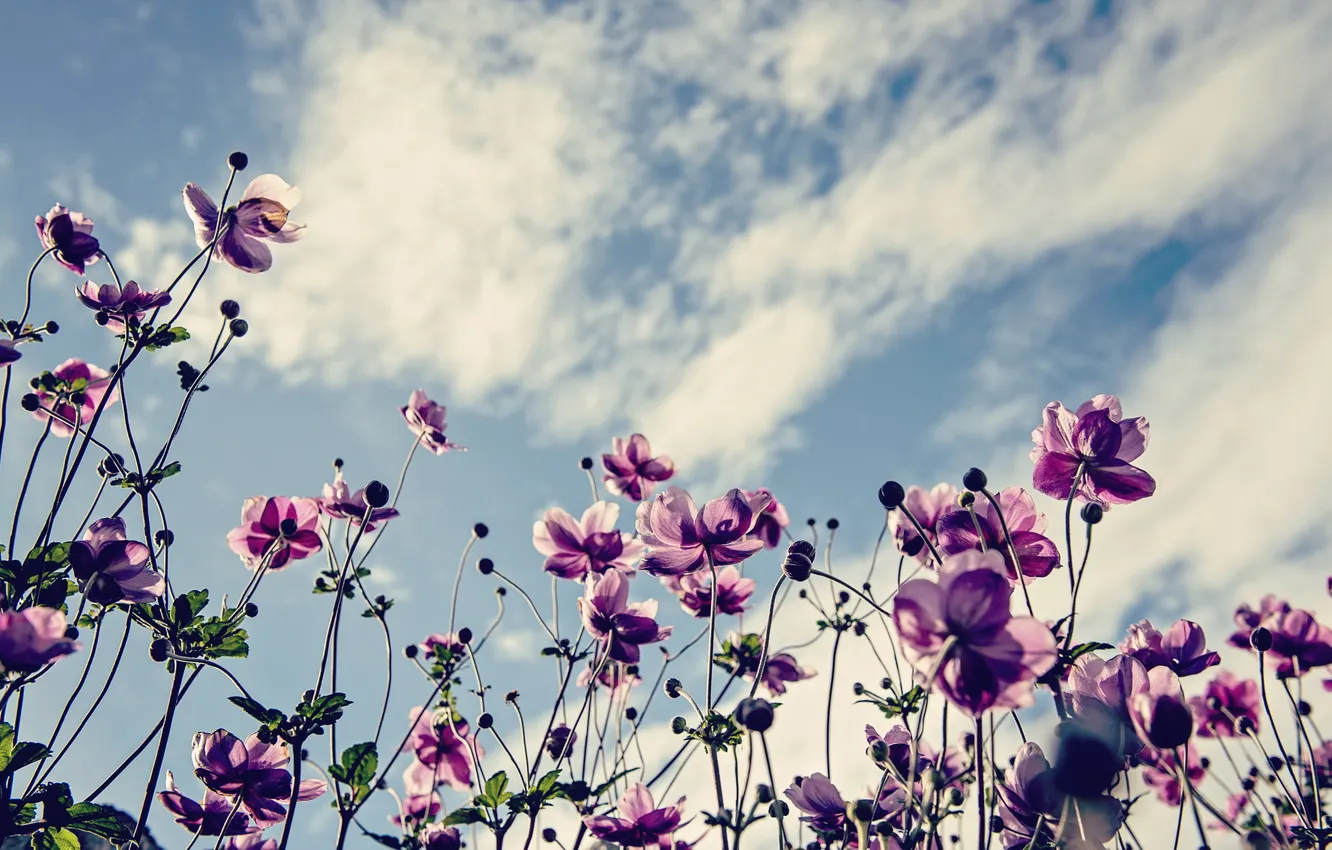 Photo wallpaper the sky, flowers, nature