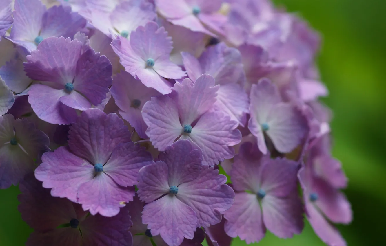 Photo wallpaper macro, petals, blur, lilac, hydrangea