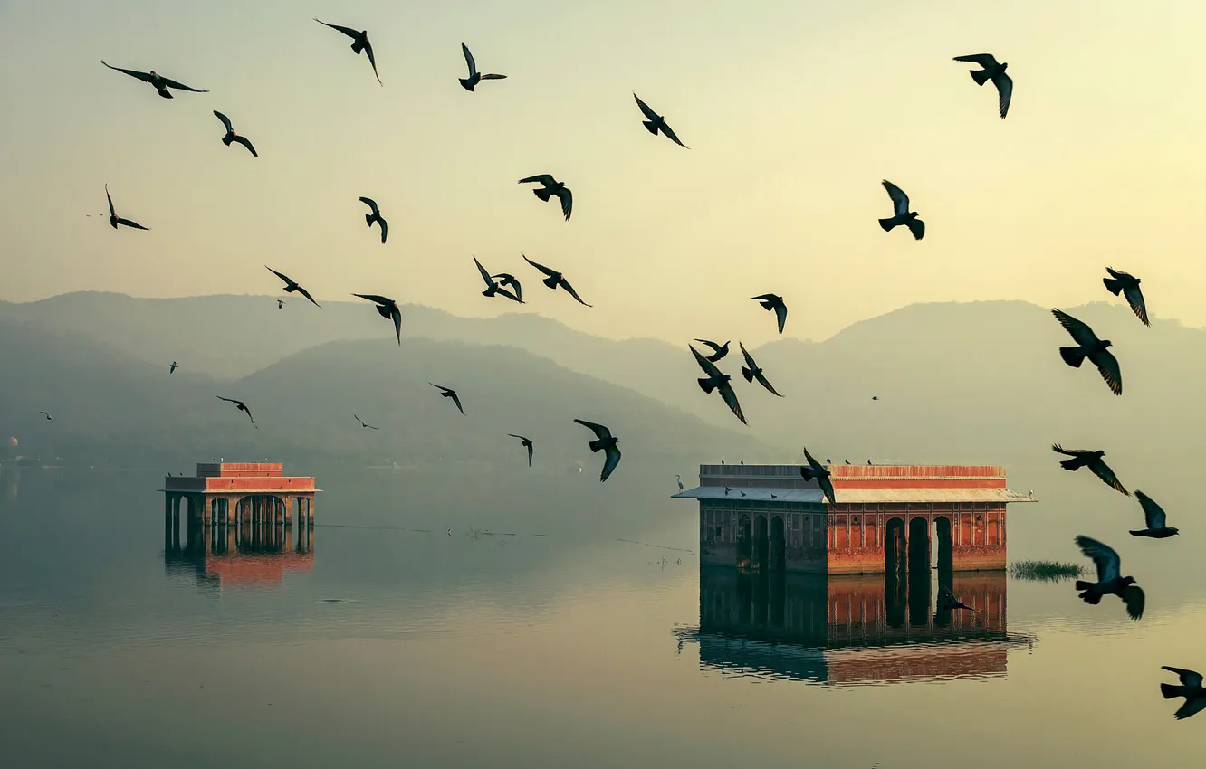 Photo wallpaper water, light, bird, home, morning, India, Jaipur, Rajasthan