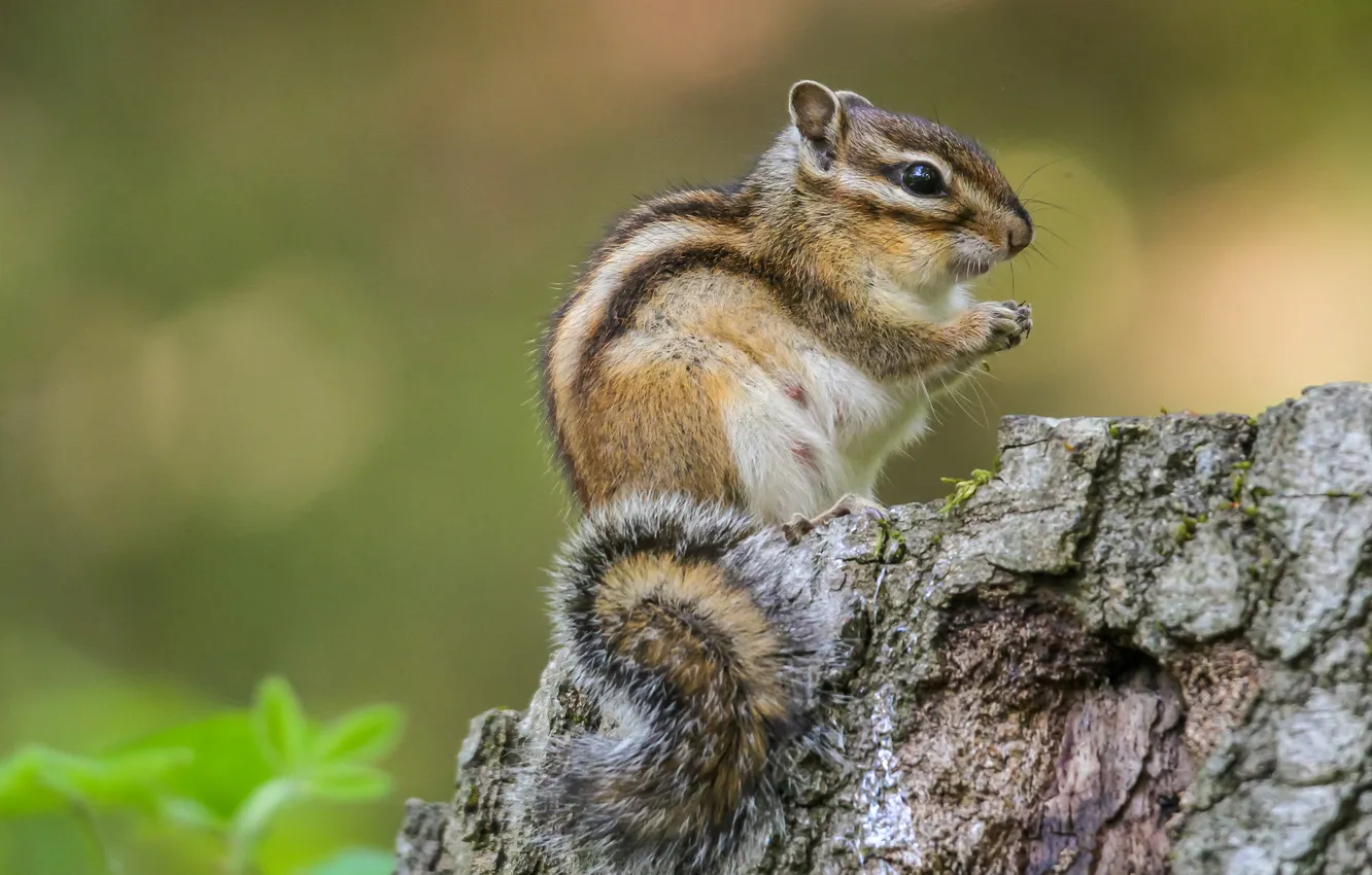 Photo wallpaper pose, stump, Chipmunk, sitting, bokeh, rodent