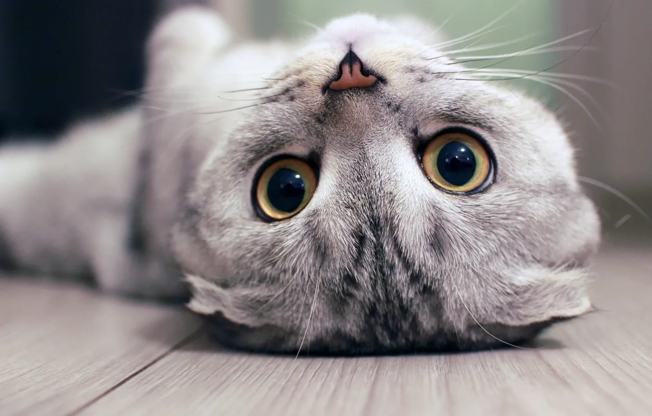 Photo wallpaper kitten, eyes, Cat, animal, mustache, nose, upside down, depth of field