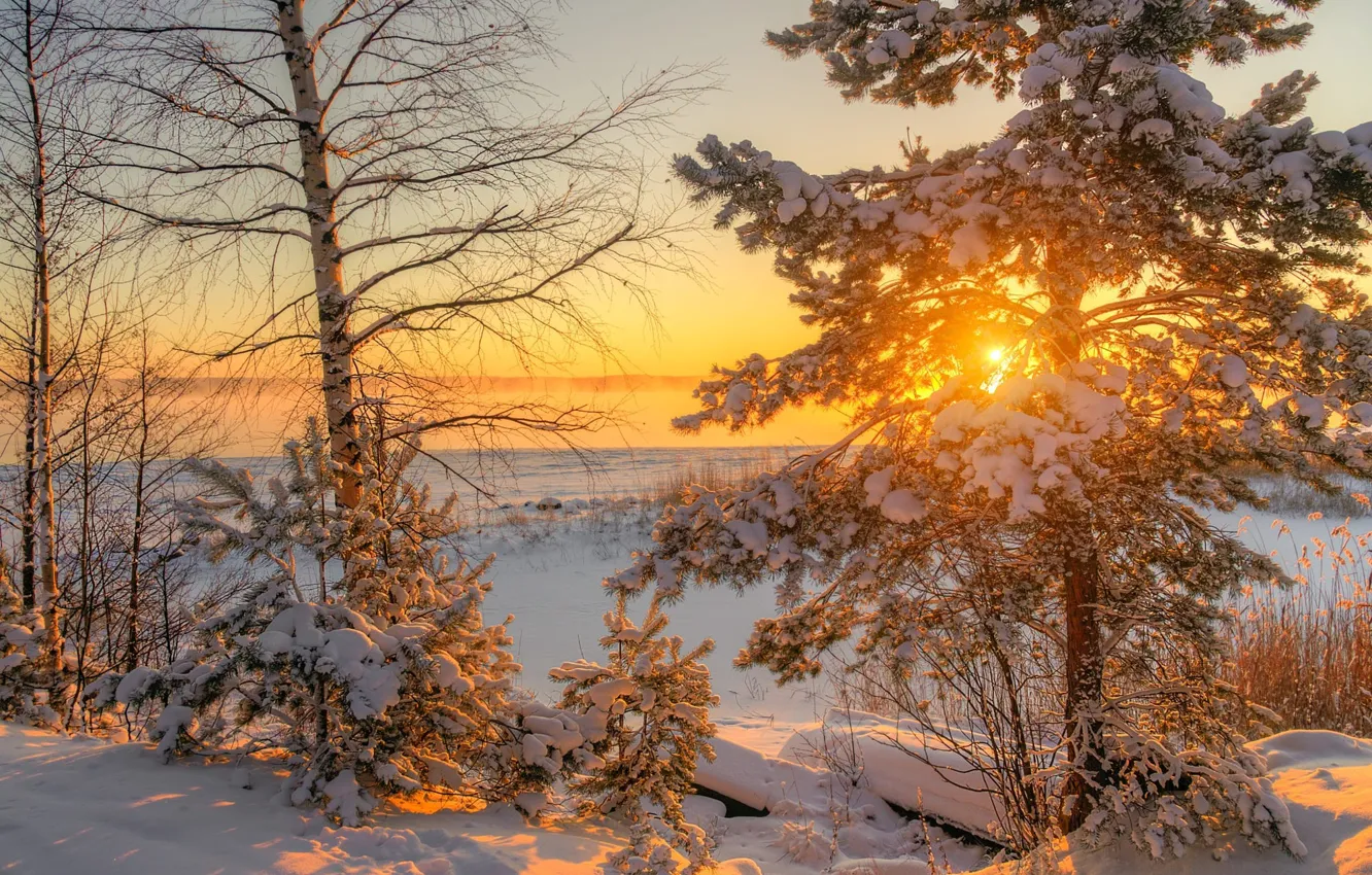 Photo wallpaper winter, snow, trees, dawn, morning, pine, Ed Gordeev, Gordeev Edward