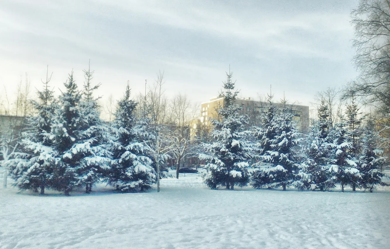 Photo wallpaper winter, landscape, tree, January 2025