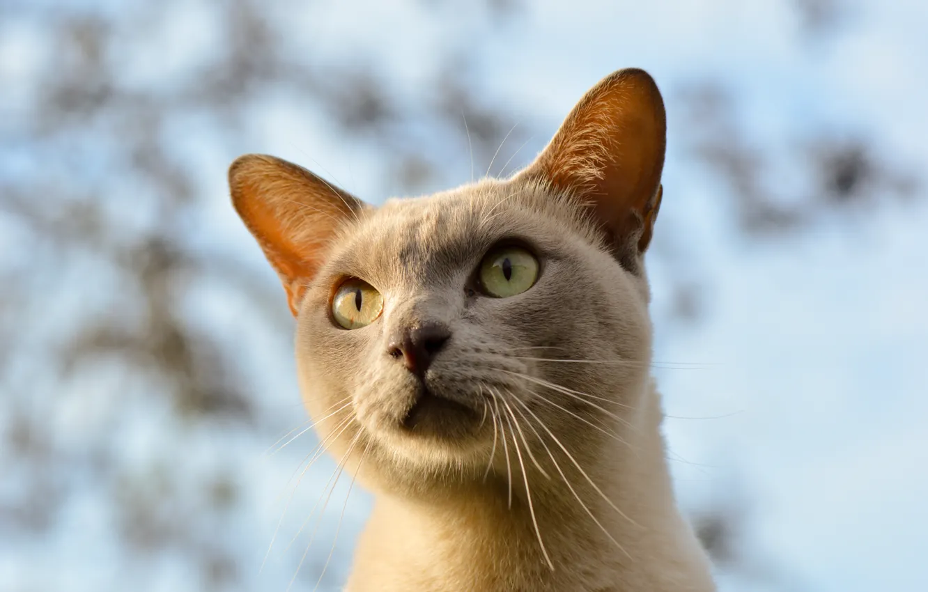 Photo wallpaper cat, eyes, face, beautiful, bokeh, looking