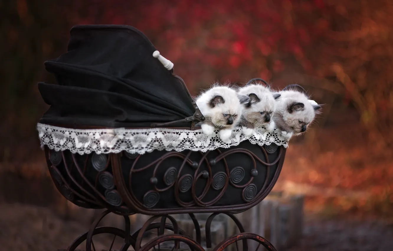 Photo wallpaper autumn, cat, nature, stroller, kitty, face, cutie, Siamese