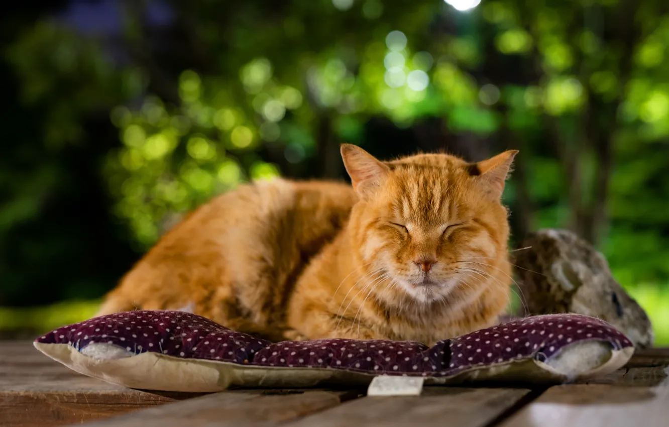 Photo wallpaper greens, cat, cat, face, nature, background, stay, Board