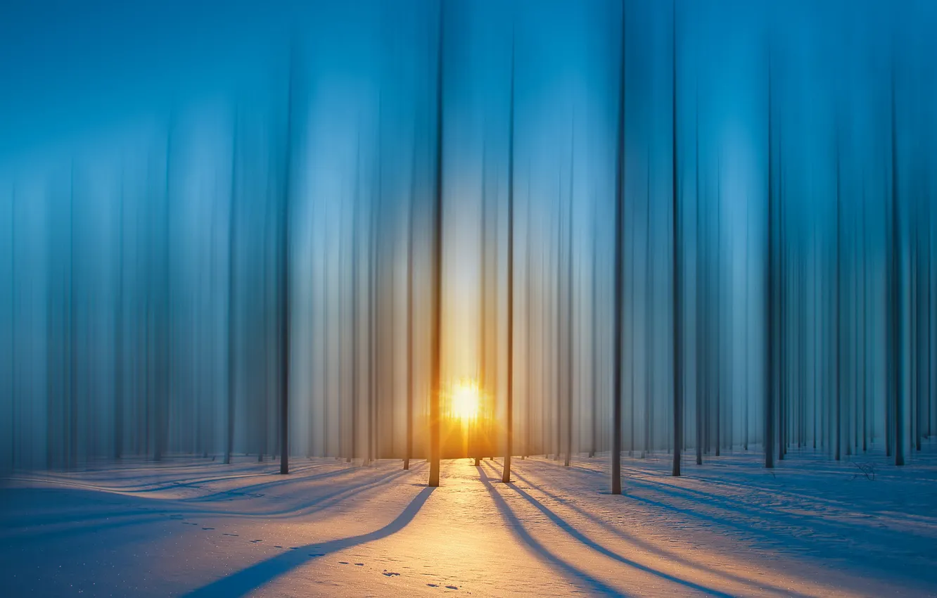 Photo wallpaper forest, rays, snow, The sun, forest, snow, rays, sun
