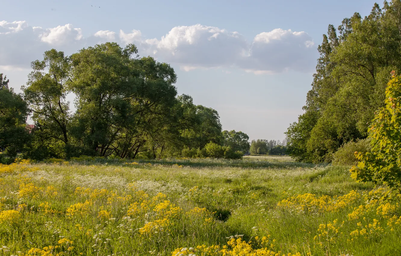 Photo wallpaper forest, summer, grass, the sun, trees, meadow, Sunny