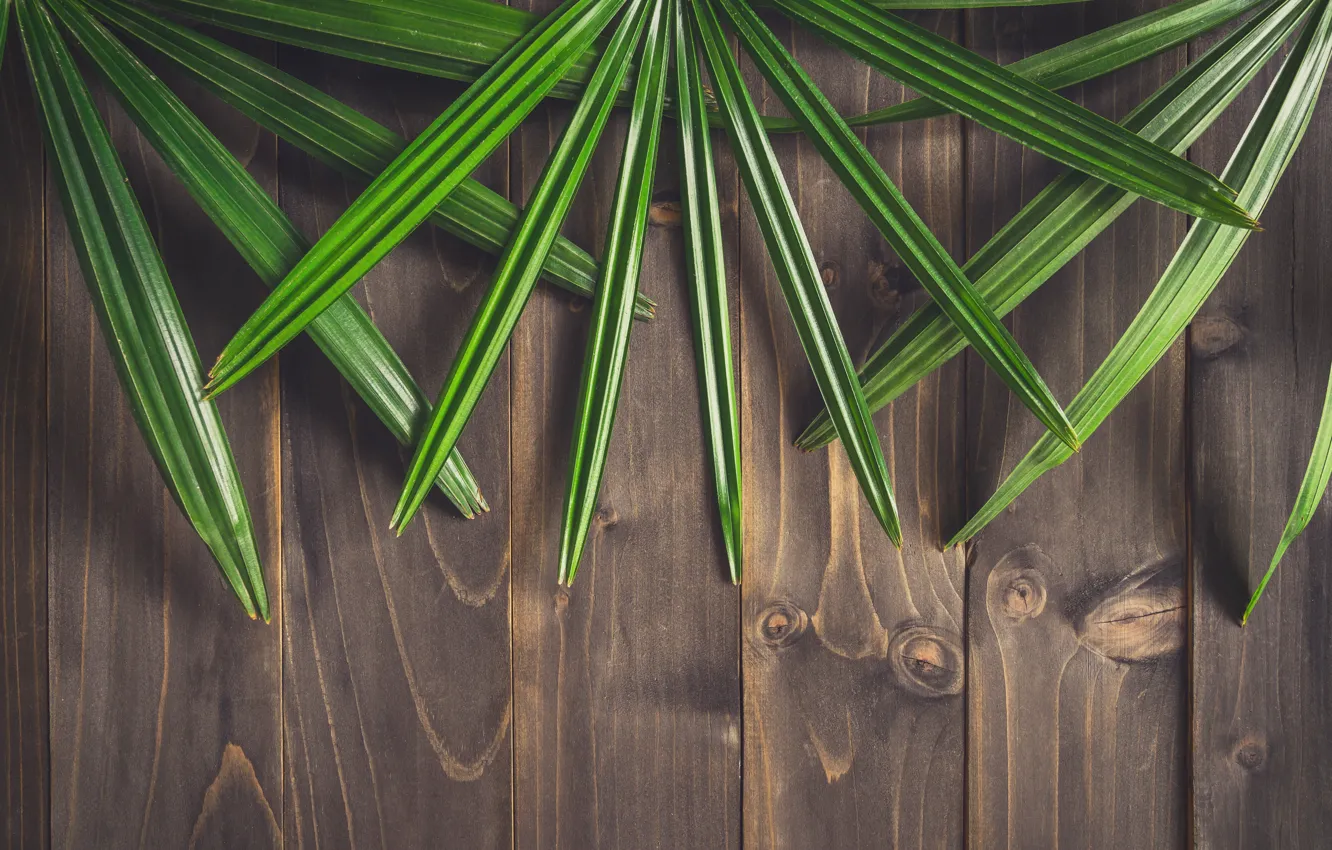 Photo wallpaper leaves, trees, background, Board, wood, texture, leaves