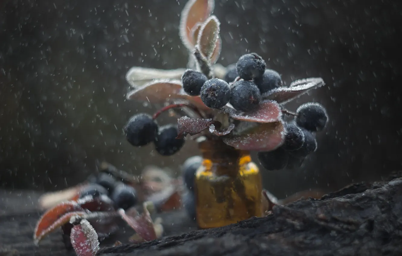 Photo wallpaper leaves, macro, snow, berries, twigs, jar, frost