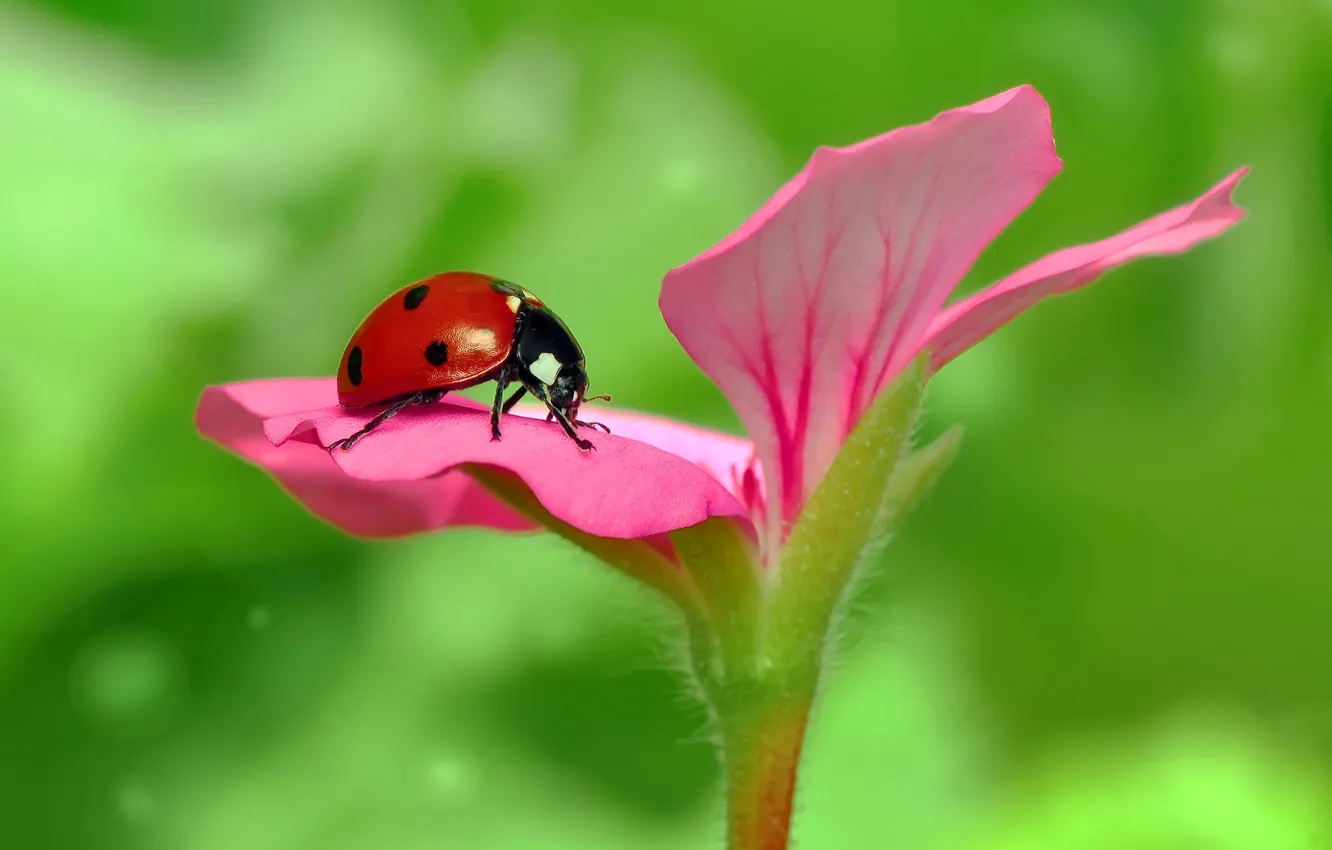 Photo wallpaper macro, ladybug, insect