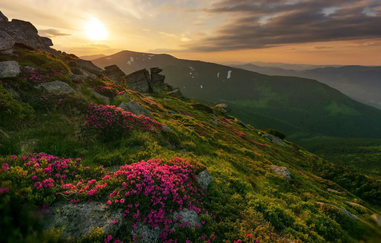 Photo wallpaper the sky, sunset, flowers, mountains, Mike Remeniuk