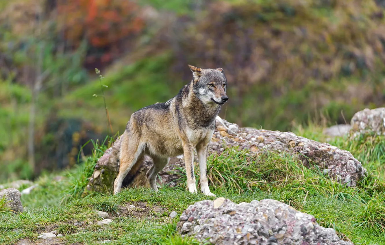 Photo wallpaper nature, Gray Wolf, face, animal, wolf, canis lupus, wildlife, head