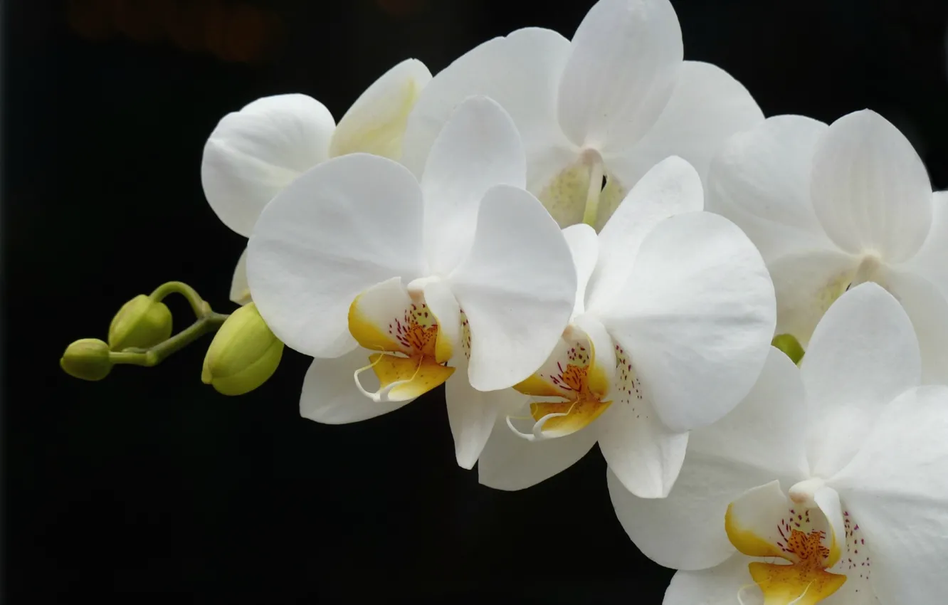 Photo wallpaper white, branch, Orchid