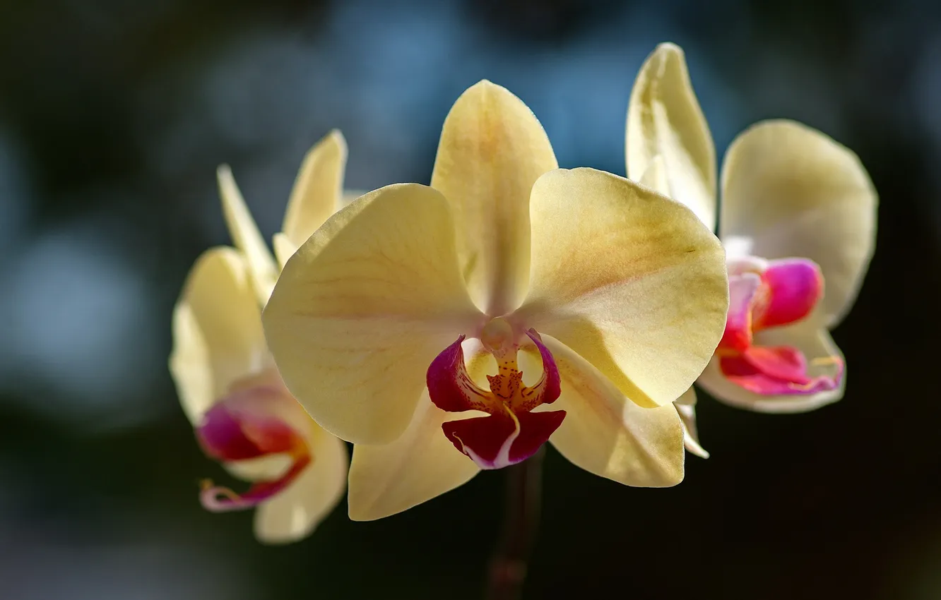 Photo wallpaper yellow, background, Orchid