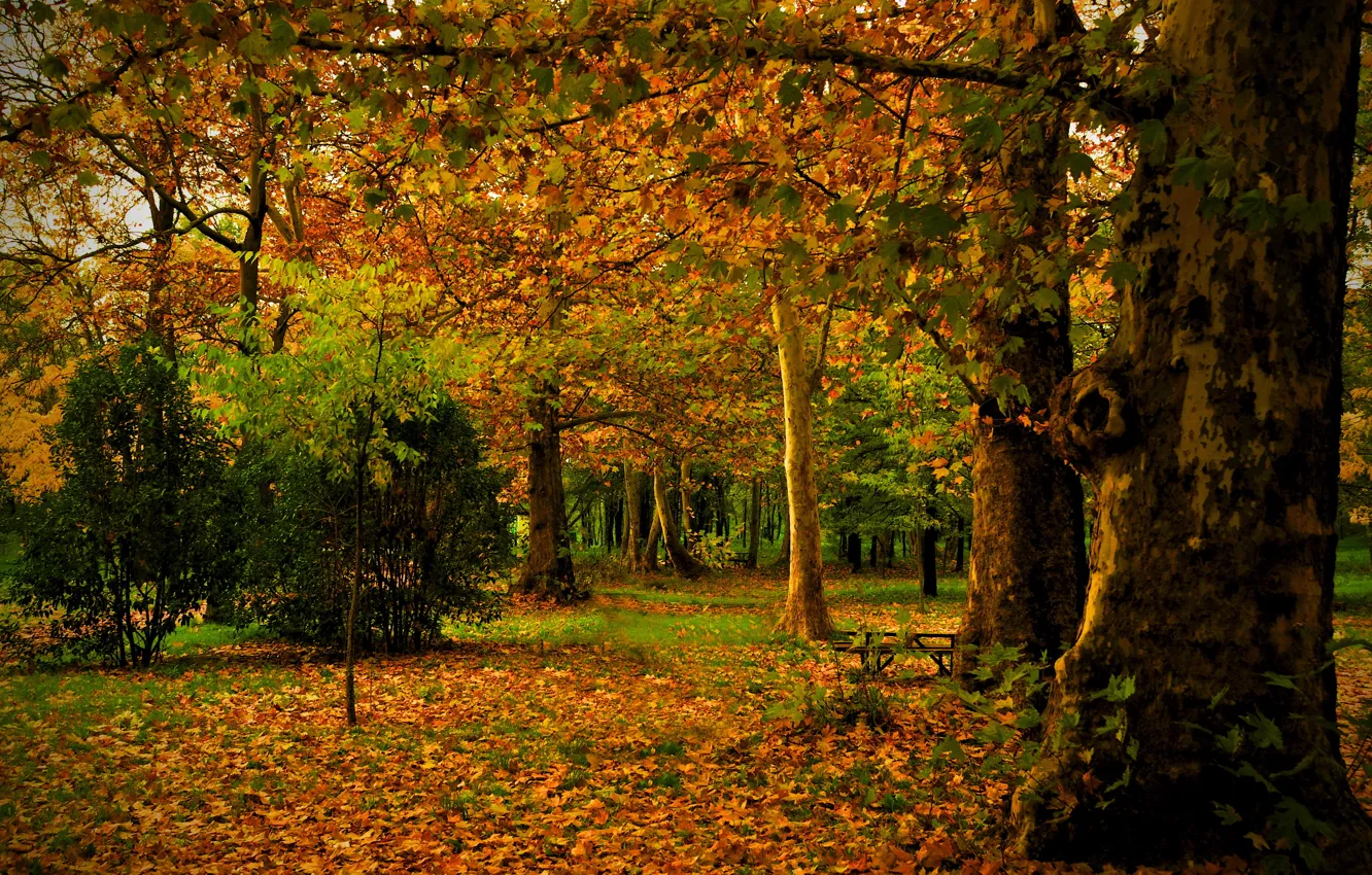 Photo wallpaper autumn, leaves, trees, nature, Park, photo, trunk, Spain