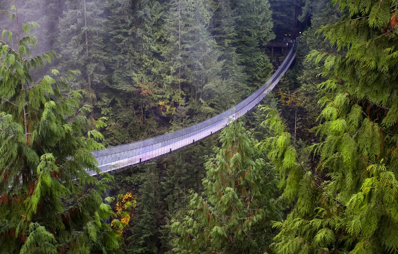 Photo wallpaper forest, height, Vancouver, Sequoia, suspension bridge, British Columbia
