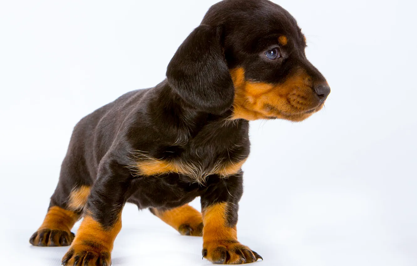 Photo wallpaper look, puppy, ears