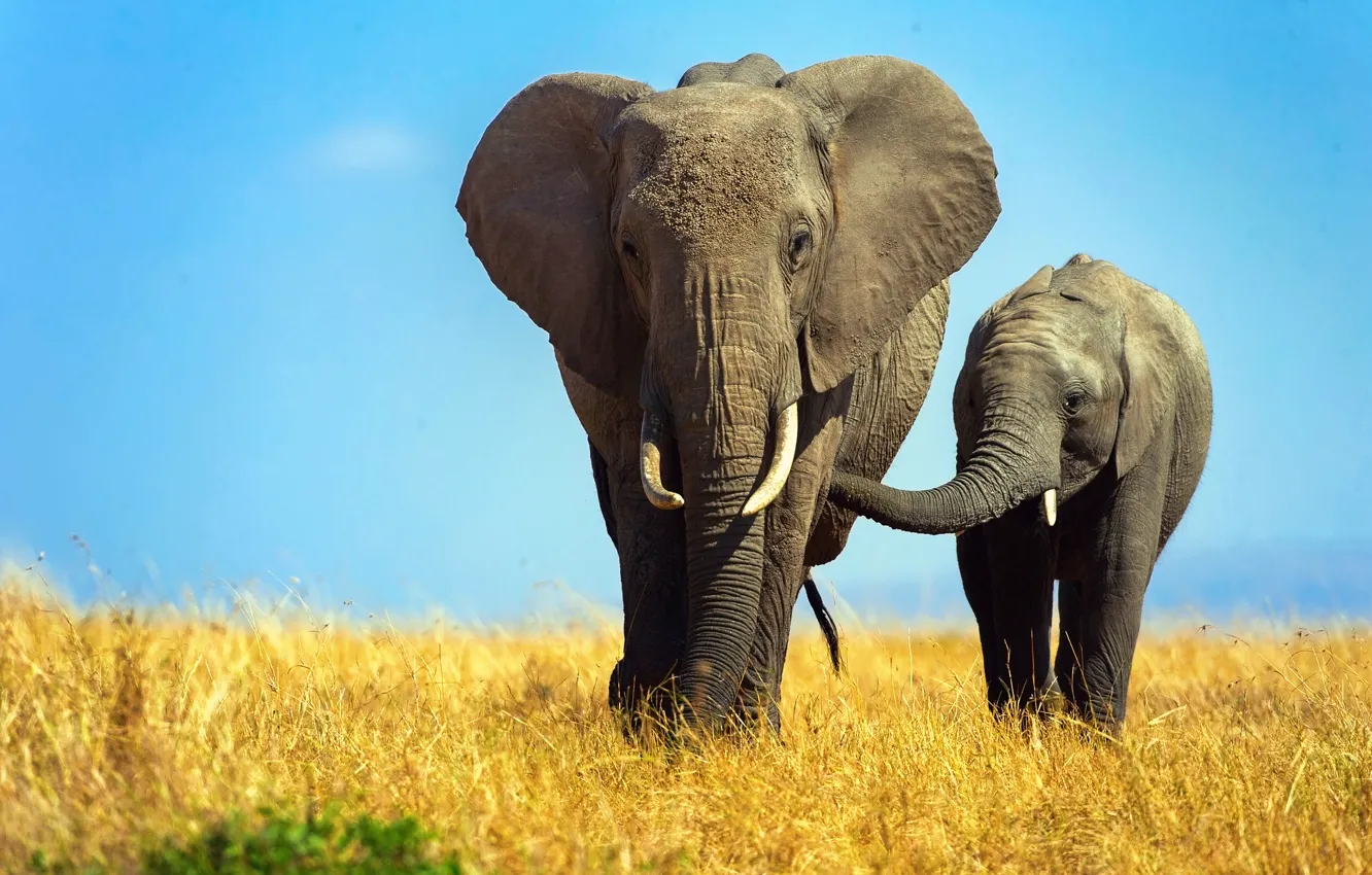 Photo wallpaper elephant, Africa, elephants, the elephant, elephant