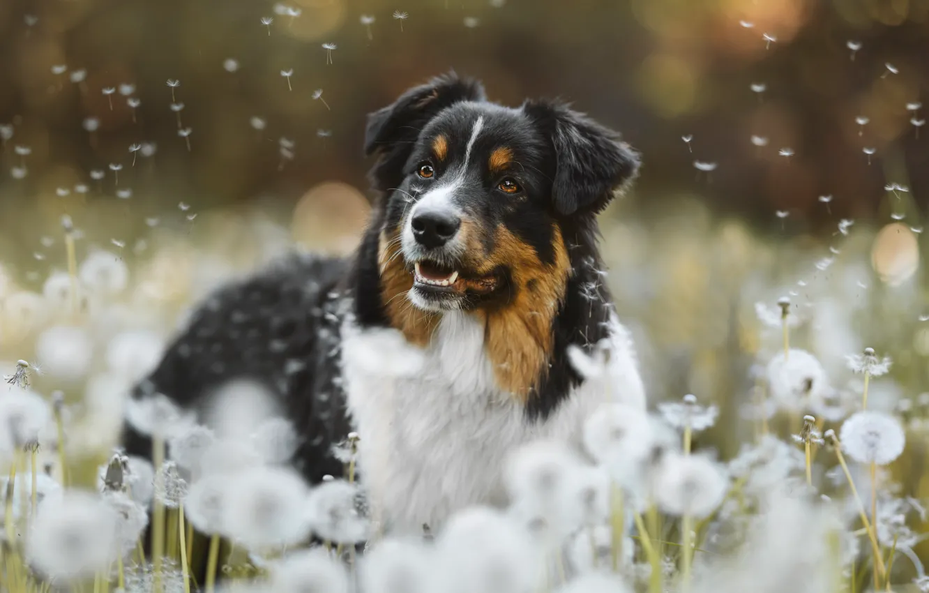 Photo wallpaper look, face, flowers, nature, pose, dandelion, glade, portrait