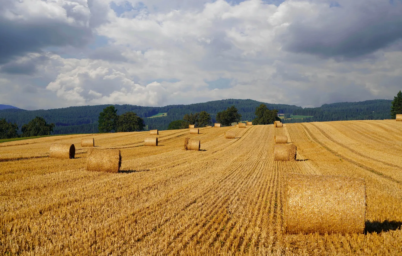Photo wallpaper field, hay, bales, straw