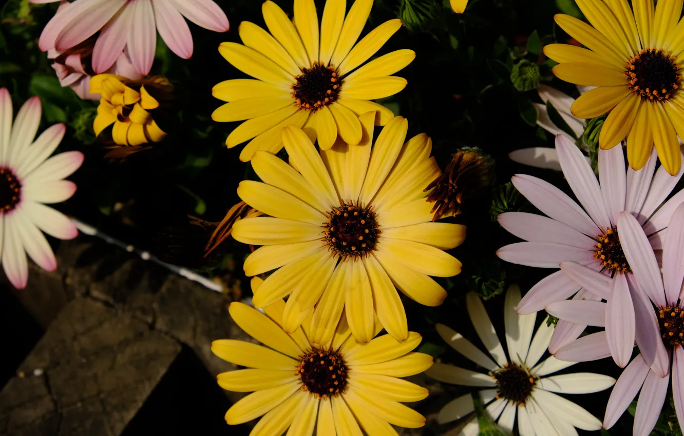Photo wallpaper flowers, yellow, garden, pink, Osteospermum