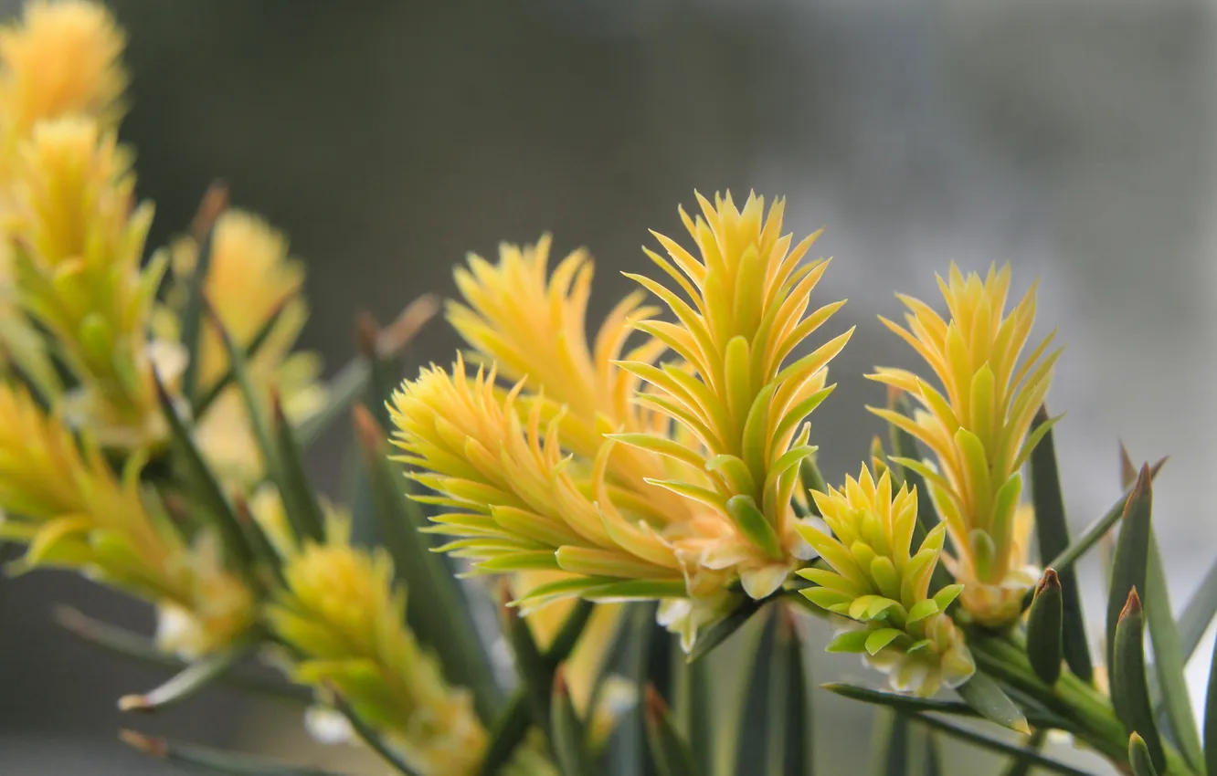 Photo wallpaper green, pine, twig