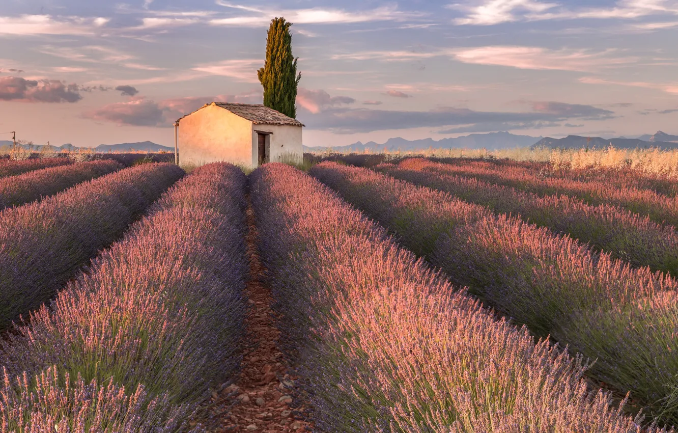 Photo wallpaper flowers, house, France, lavender, plantation, Provence, Valensole