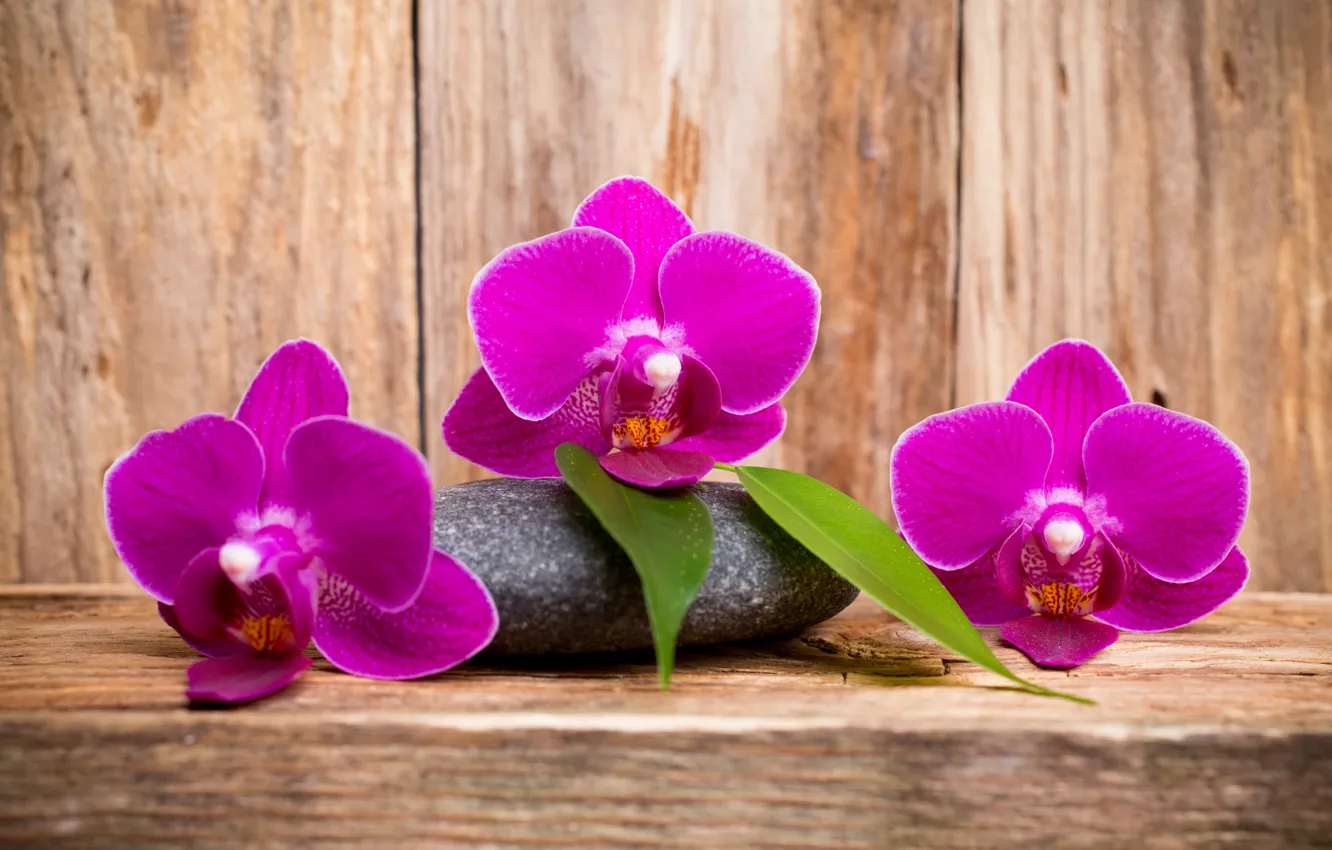 Photo wallpaper wood, Orchid, flowers, orchid, purple