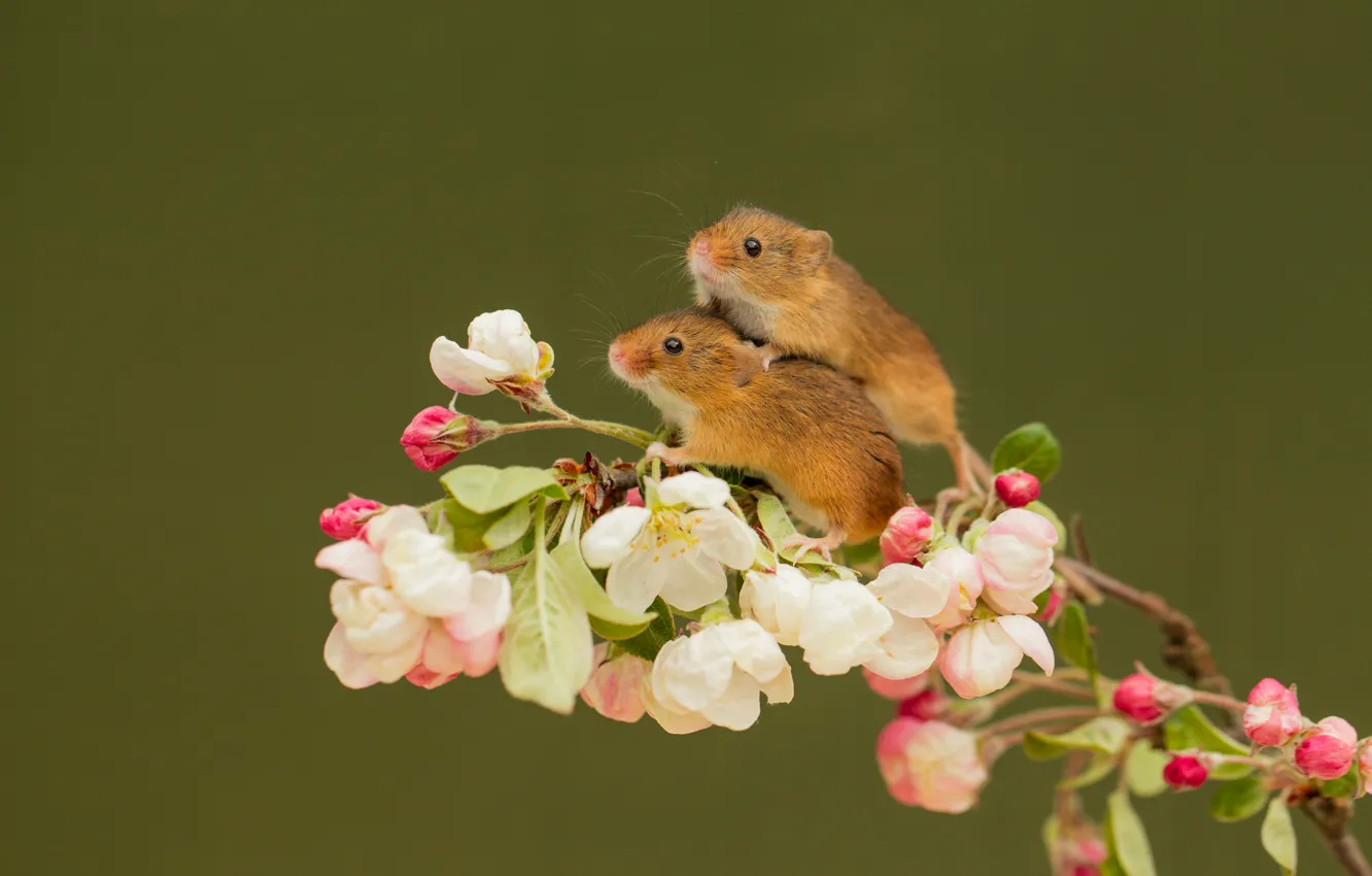 Photo wallpaper animals, flowers, branch, pair, mouse, rodents