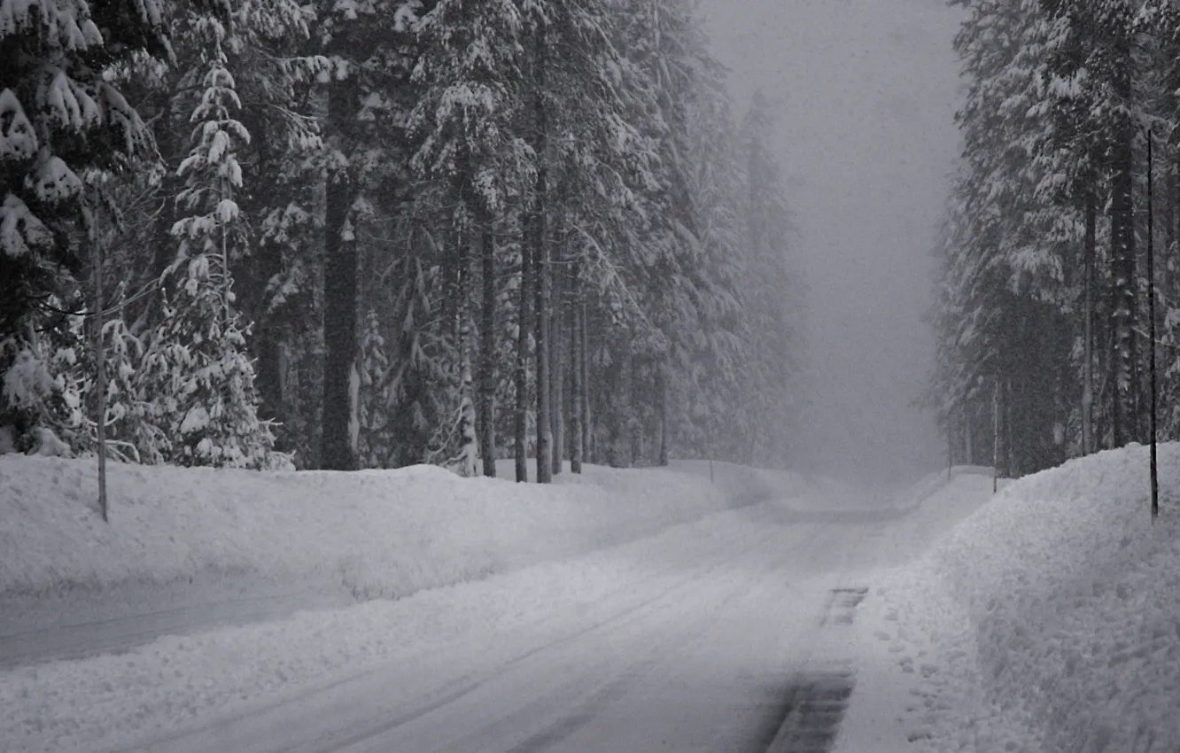 Photo wallpaper winter, road, snow, spruce forest