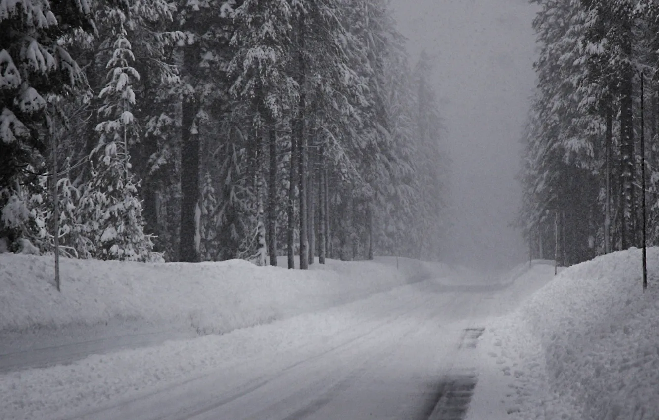 Photo wallpaper road, snow, Winter, spruce forest
