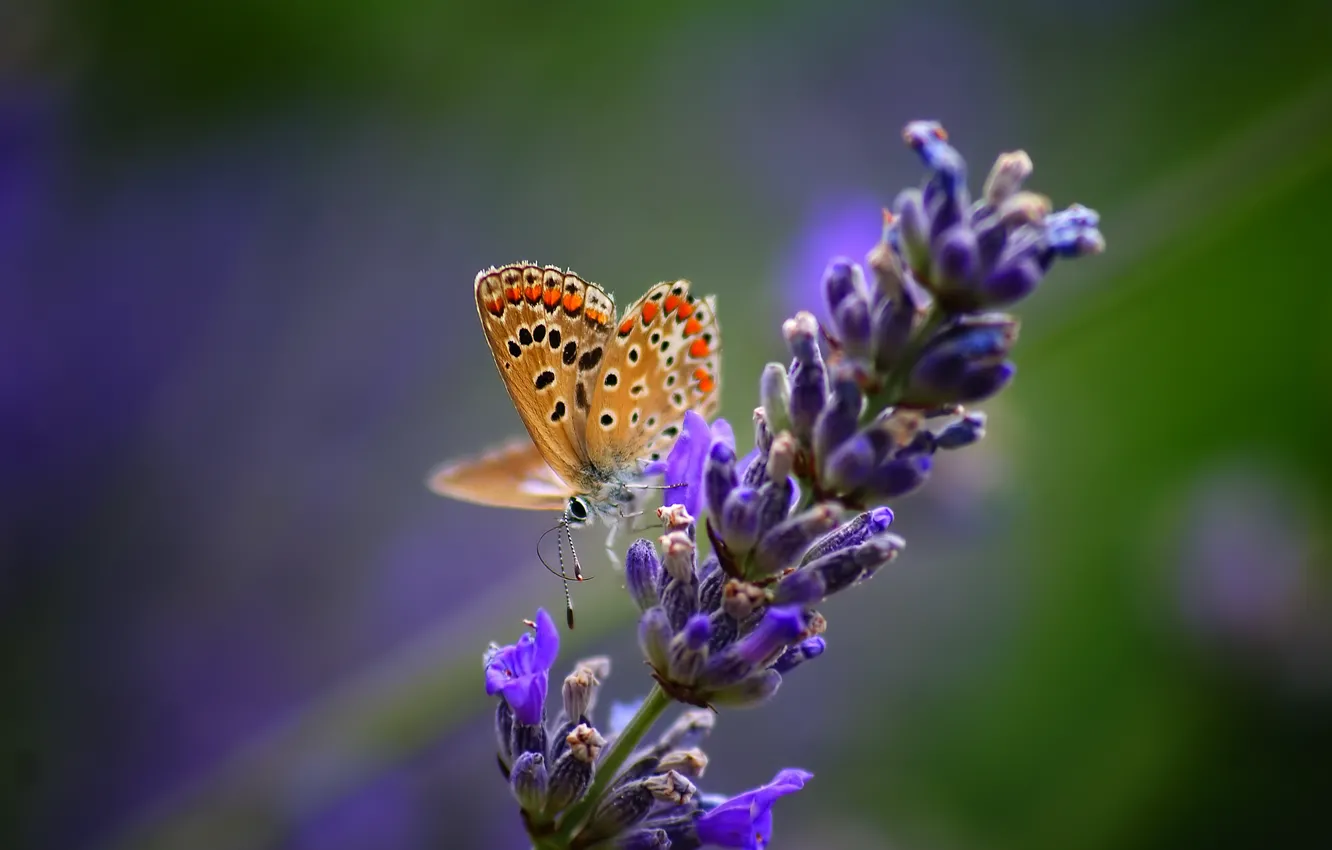 Photo wallpaper flower, macro, nature, butterfly, plant, insect, lavender