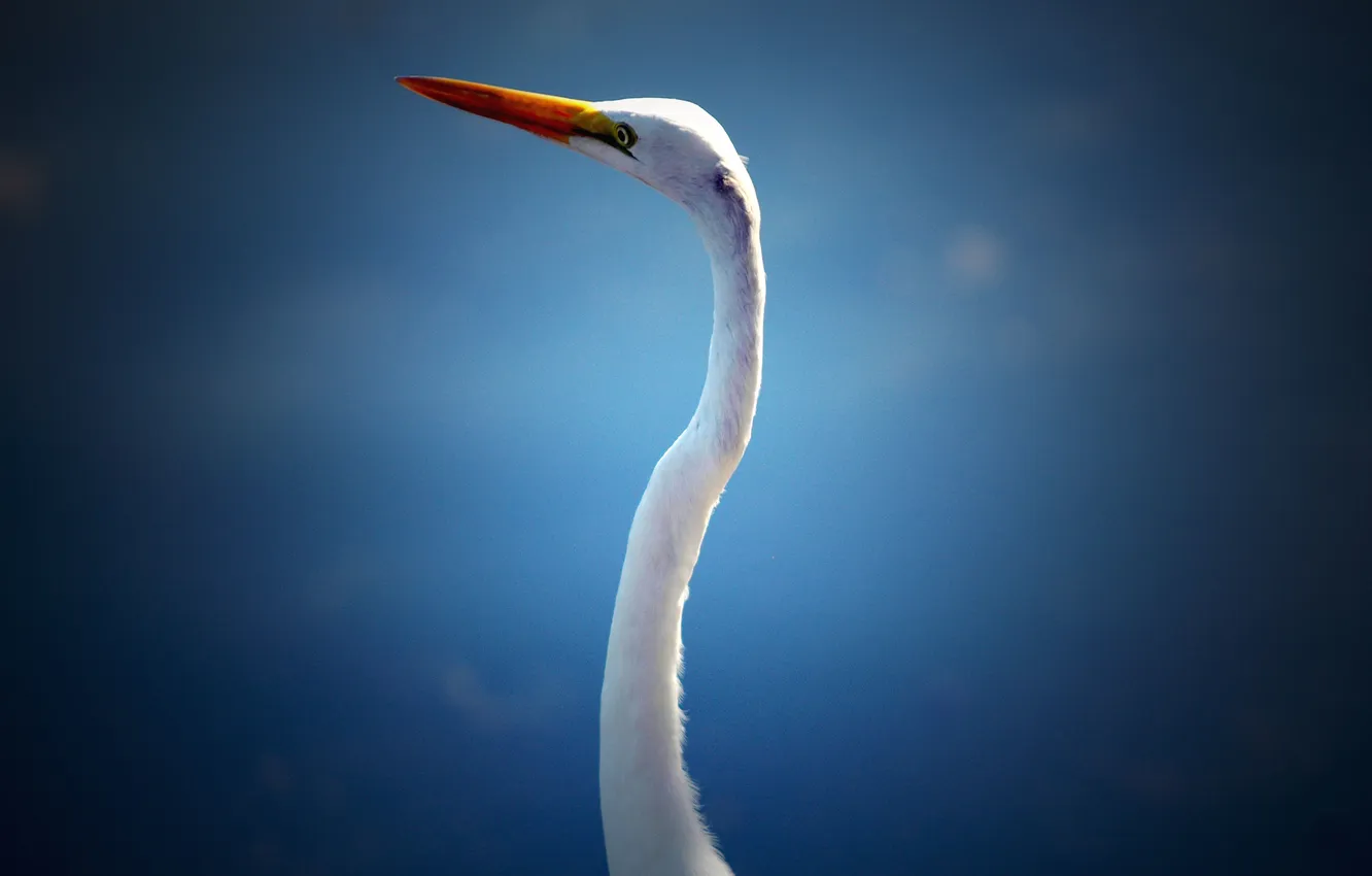Photo wallpaper the sky, eyes, beak, neck, Heron