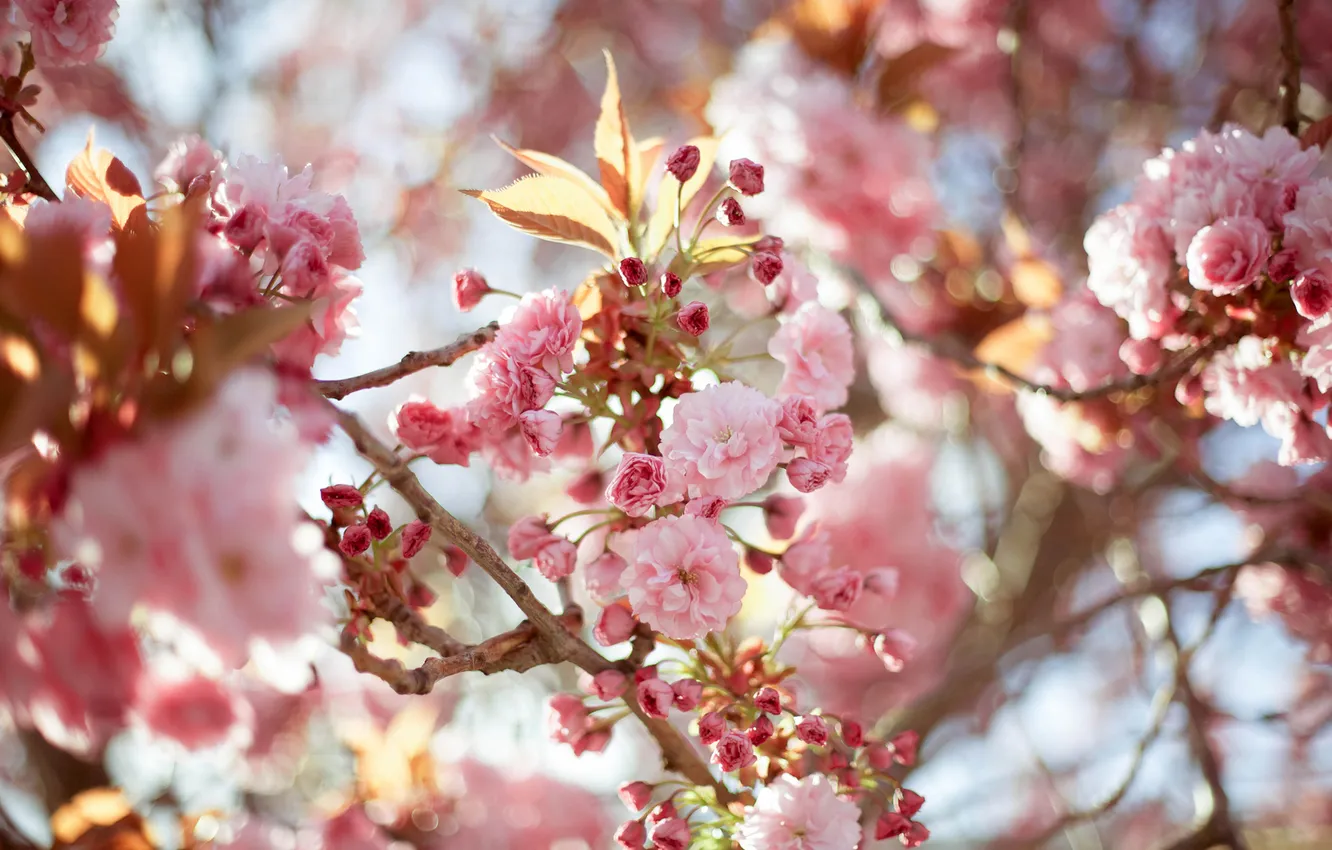 Photo wallpaper macro, trees, flowers, branches, nature, Sakura, pink, flowering