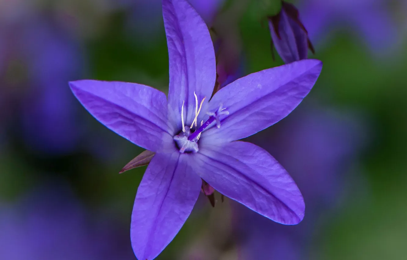 Photo wallpaper flowers, nature, plant, petals