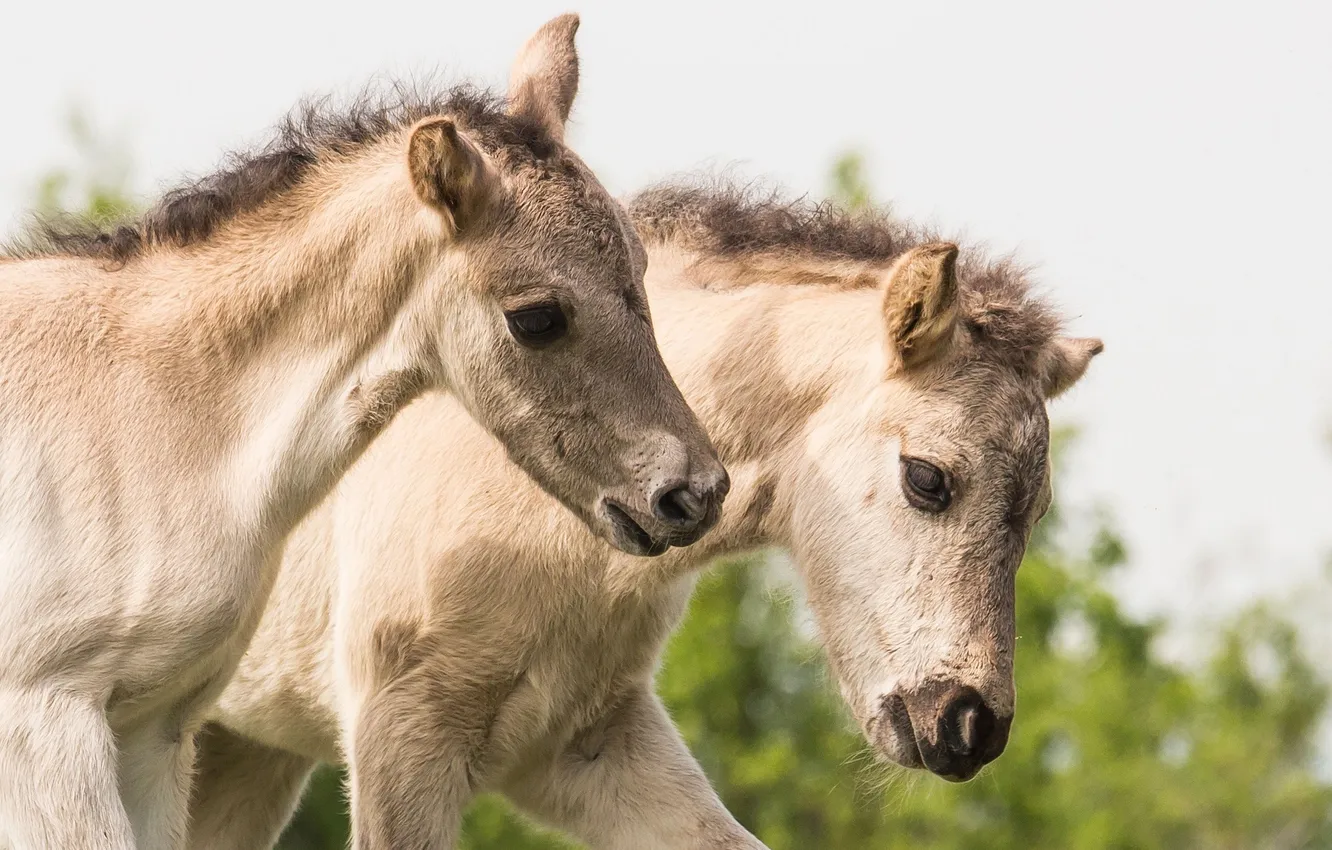 Photo wallpaper horse, pair, kids, foals