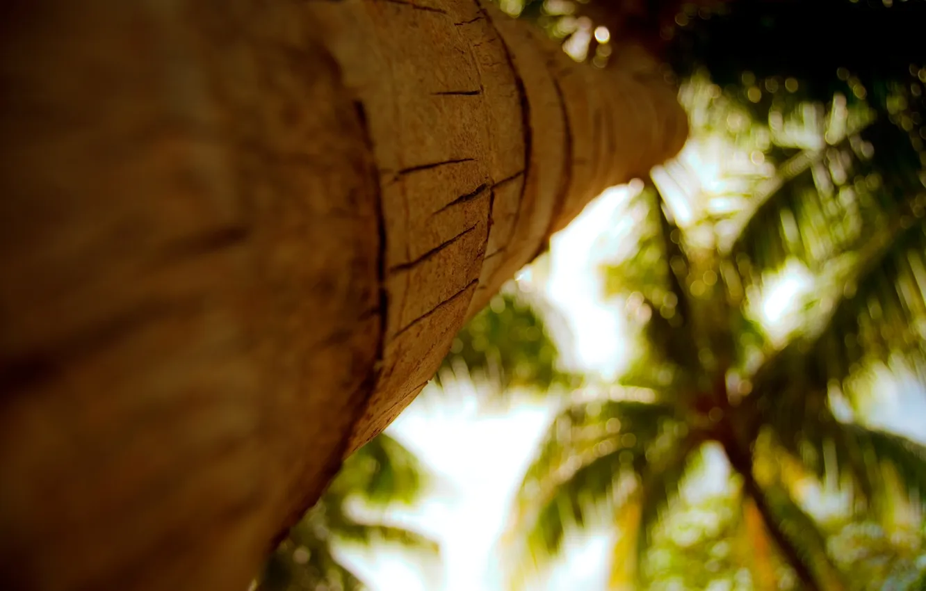 Photo wallpaper macro, palm trees, Wallpaper, blur, focus