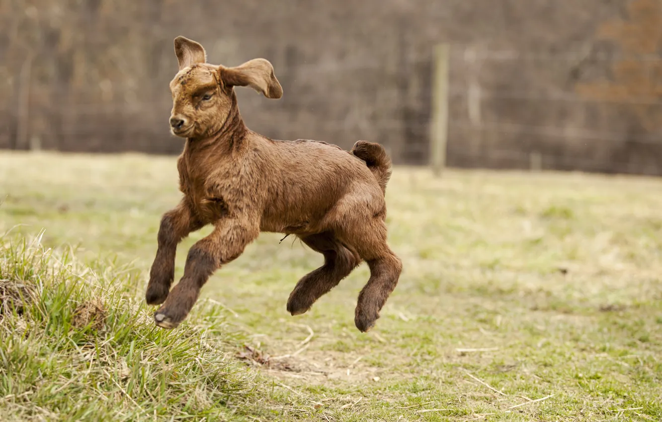 Photo wallpaper grass, jump, corral, goat