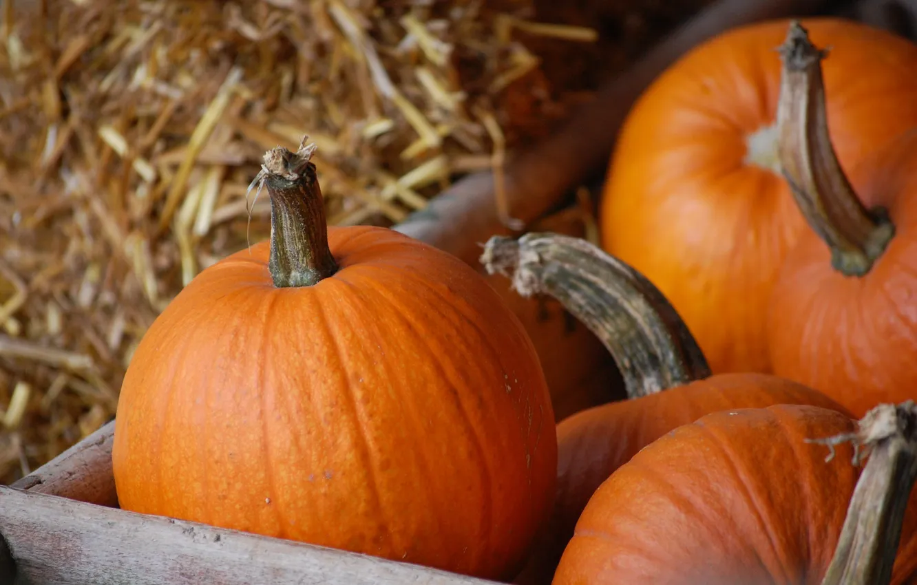 Photo wallpaper orange, food, pumpkin