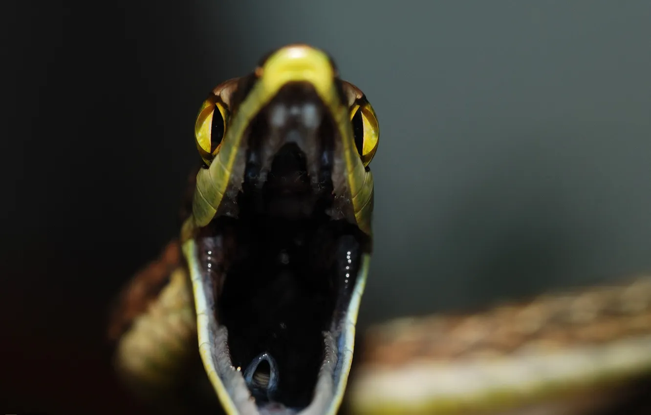 Photo wallpaper close-up, snake, mouth, National Geographics
