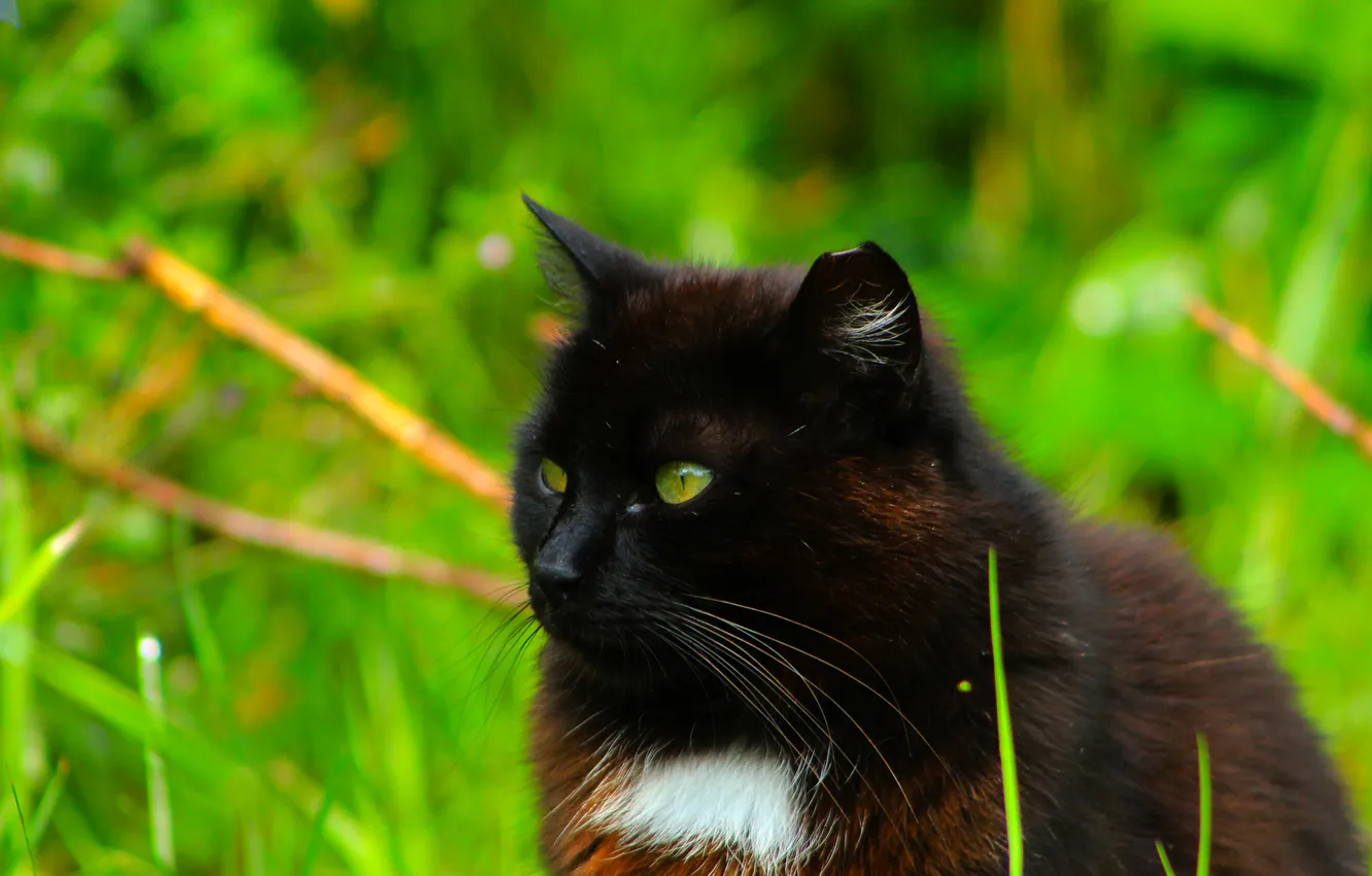 Photo wallpaper dark, animals, cat