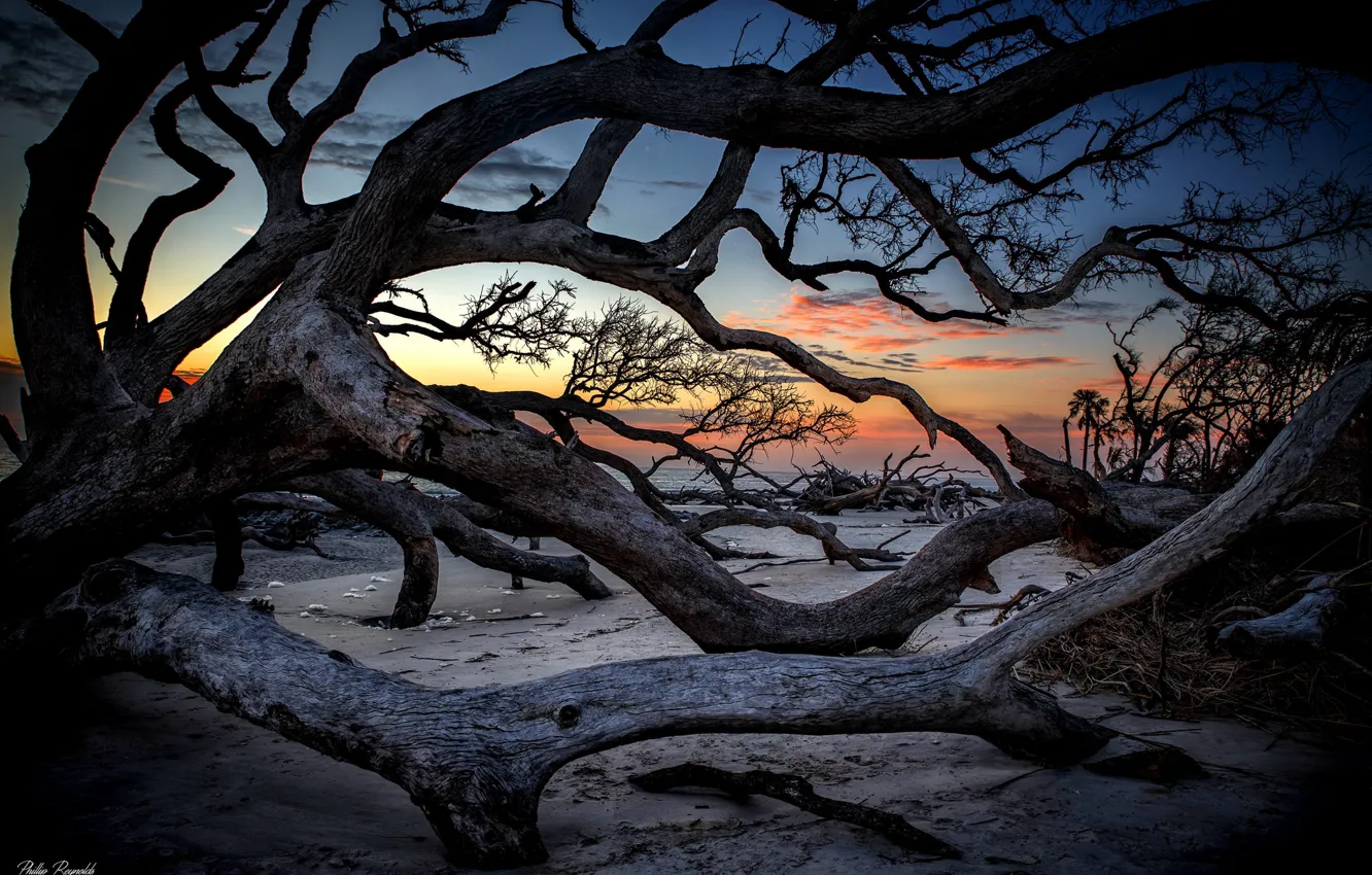 Photo wallpaper trees, sunset, trunk